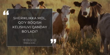 Шерикликка мол, қўй боқиш келишуви қандай бўлади?