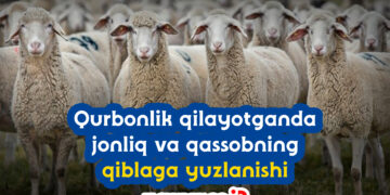 Қурбонлик қилаётганда жонлиқ ва қассобнинг қиблага юзланиши зарурми?