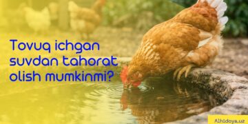 Товуқ ичган сувдан таҳорат олиш мумкинми?